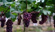 葡萄在几月份种植 葡萄适合在几月份种植？
