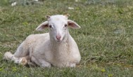 什么品种的羊好养 哪些品种的羊好养
