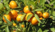 四川橘子什么季节成熟 四川橘子的价值