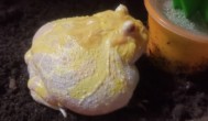 小角蛙怎么养 小角蛙的养殖方法