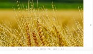 小麦什么季节会成熟 小麦哪个季节会成熟