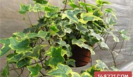 阳台栽什么植物旺财 适合栽在阳台的植物介绍