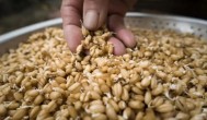 麦芽要煎多久有效 煎麦芽要多长时间