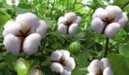 棉花怎么传播种子 棉花传播种子的方法