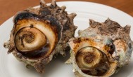 海螺带壳煮多长时间最好 煮海螺带壳多久能熟