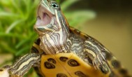 乌龟应该经常放在水里养吗 乌龟能不能常常放在水里养殖