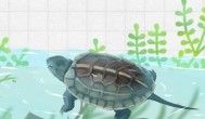 养小龟要放在绿水里吗 养小龟是否要放在绿水里