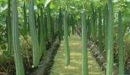 八角丝瓜几月份种植 八角丝瓜什么时候种植