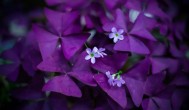 紫叶炸酱草适合什么季节种植 紫叶炸酱草适合种植季节