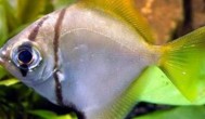 黄鳍鲳能和什么鱼混养 适合和黄鳍鲳混养的鱼