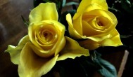 鲜黄玫瑰花可以放在卧室吗 鲜黄玫瑰花养护注意事项