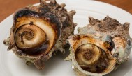 海螺几月份最肥 海螺什么时候最肥