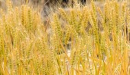 小麦干旱期多久浇水一次 小麦干旱期多长时间浇水一次