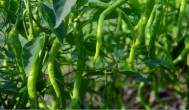 怎样判断青椒成熟了可以采摘 如何判断青椒成熟了可以采摘