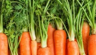 胡萝卜炖多久能熟 胡萝卜炖熟的时长