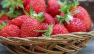 四季草莓怎么种 四季草莓的种植方法