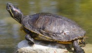 巴西龟不放在水里养会死吗 巴西龟可以不放在水里养吗