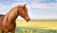 马鞍是什么时候发明的 马鞍是在两汉时期出现的对吗