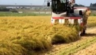 水稻地里什么时候收割 水稻的收割时间