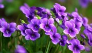 紫花地丁什么时间采摘最好 紫花地丁什么时候采摘最好