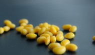 黄豆在秋天可以种吗 黄豆在秋天能不能种