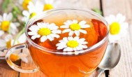菊苣栀子茶的功效与作用 菊苣栀子茶的功效与作用介绍