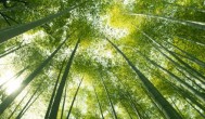 竹子家里怎么保存 竹子家里保存方法