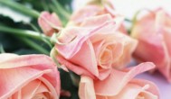 玫瑰花的栽培方法 教你玫瑰花的栽培方法
