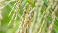 南方几月种植水稻 南方种植水稻的月份