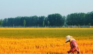 水稻南方贵州几月种植 水稻南方贵州的种植时间