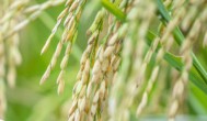 南方几月种植水稻最多 南方什么时候种植水稻最多