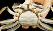 螃蟹怎么长时间保存 螃蟹如何长时间保存