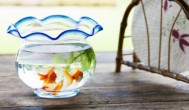 家庭客厅的鱼缸怎么放 教您客厅鱼缸最佳摆放方法