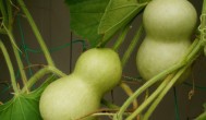 怎么种葫芦籽 葫芦籽的种植方法