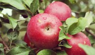 怎样挑选好吃又脆的苹果 好吃又脆的苹果怎么挑选？