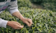 喝过茶的茶叶可以当肥料吗 茶叶可以当肥料用吗