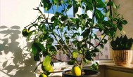 盆栽柠檬夏天怎么不长叶子 盆栽柠檬夏天不长叶子的原因