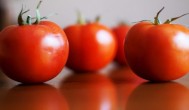 西红柿在什么时候掐尖合适 西红柿什么时候需要掐尖