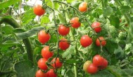 大棚种植番茄需要注意事项 大棚种植番茄需要注意什么