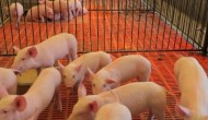 养猪场粪水未经处理对人类是否有害，养猪场粪水如何处理