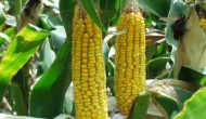 强育513玉米种简介，适合哪里种植，产量如何