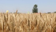 高氯复合肥可以做小麦底肥吗，复合肥是什么肥料