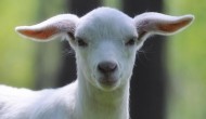 小羊低温怎么治疗，是什么原因导致的