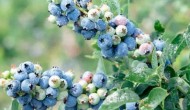 蓝莓露天种植可以吗，附种植方法
