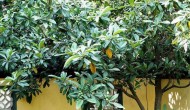 盆栽枇杷树能结果吗，盆栽枇杷树的养护方法