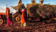 印度农业特点，印度农业以什么为主