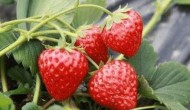 草莓生长温度是多少度，附种植方法