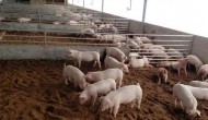 养猪发酵饲料制作方法，发酵饲料用什么菌种发酵好