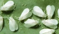 干旱条件下白粉虱猖獗发生的原因是什么?白粉虱有什么危害