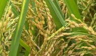 水稻的播种和生长季节，水稻一年最多几季